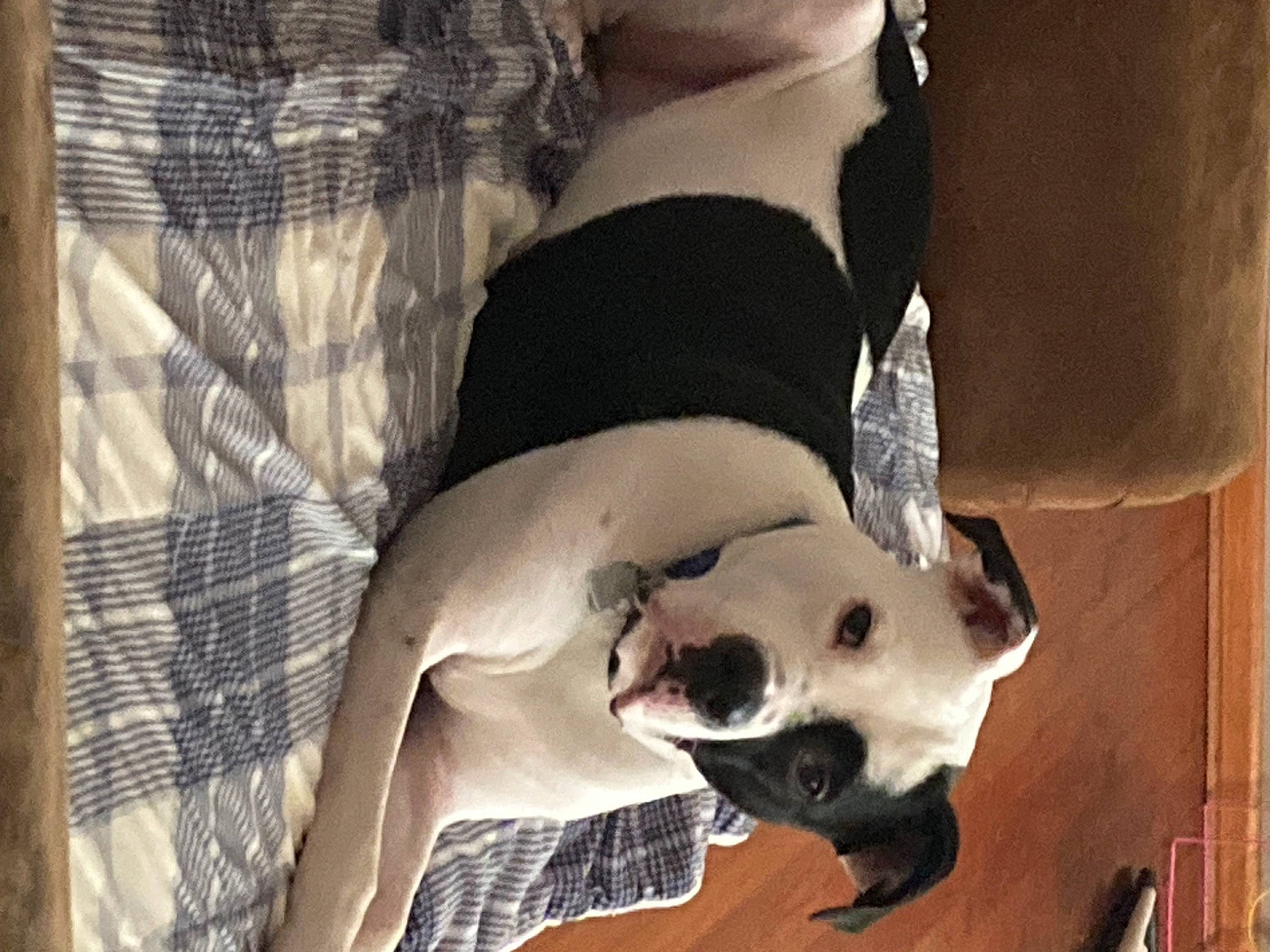 Cheese Whiz is registered to the contest to win money with this photo: canidae, carnivore, comfort, companion_dog, dog, dog_breed, dog_collar, dog_supply, elbow, fawn, fur, knee, non_sporting_group, pattern, pet_supply, plaid, snout, sporting_group, tartan, working_animal