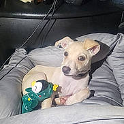 Biscuit joined the competition — help win amazing prizes! dog, puppy, stuffed_toy, penguin, pet_bed, car_interior, seat, cushion, leash, light, toy, small_dog, canine, domestic_animal, resting, indoors, vehicle, pet, relaxed, cute