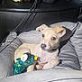 dog, puppy, stuffed_toy, penguin, pet_bed, car_interior, seat, cushion, leash, light, toy, small_dog, canine, domestic_animal, resting, indoors, vehicle, pet, relaxed, cute