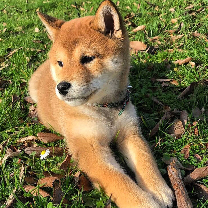 Junko a rejoint le concours — aidez-le/la à gagner de superbes lots ! akita, akita_inu, ancient_dog_breeds, canaan_dog, canidae, canis, carnivore, dingo, dog, dog_breed, finnish_spitz, hokkaido, korean_jindo_dog, mammal, new_guinea_singing_dog, shiba_inu, shikoku, terrestrial_animal, vertebrate, wildlife