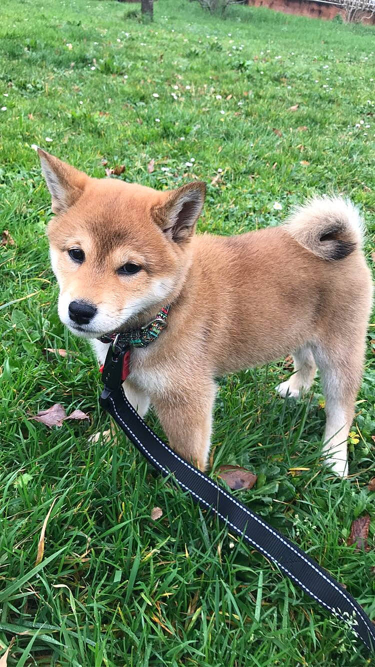 Junko participe au concours pour gagner de l'argent avec cette photo : akita, akita_inu, ancient_dog_breeds, canidae, carnivore, companion_dog, dog, dog_breed, finnish_spitz, hokkaido, icelandic_sheepdog, korean_jindo_dog, mammal, non_sporting_group, norwegian_buhund, norwegian_lundehund, shiba_inu, shikoku, spitz, vertebrate