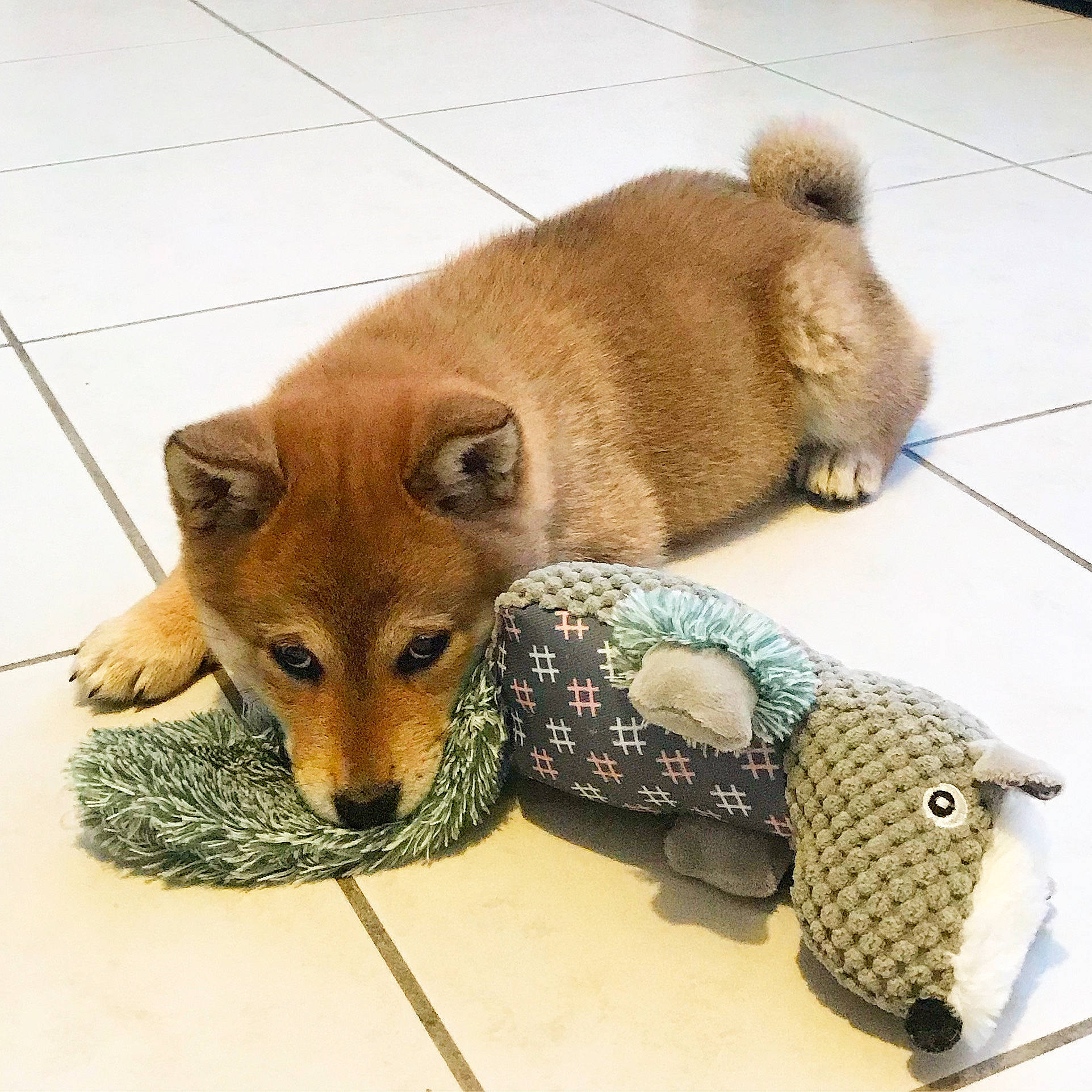 Junko a rejoint le concours — aidez-le/la à gagner de superbes lots ! akita_inu, ancient_dog_breeds, canidae, carnivore, companion_dog, dog, dog_breed, fawn, finnish_spitz, german_spitz, german_spitz_klein, german_spitz_mittel, korean_jindo_dog, mammal, non_sporting_group, pomeranian, puppy, shiba_inu, spitz, vertebrate