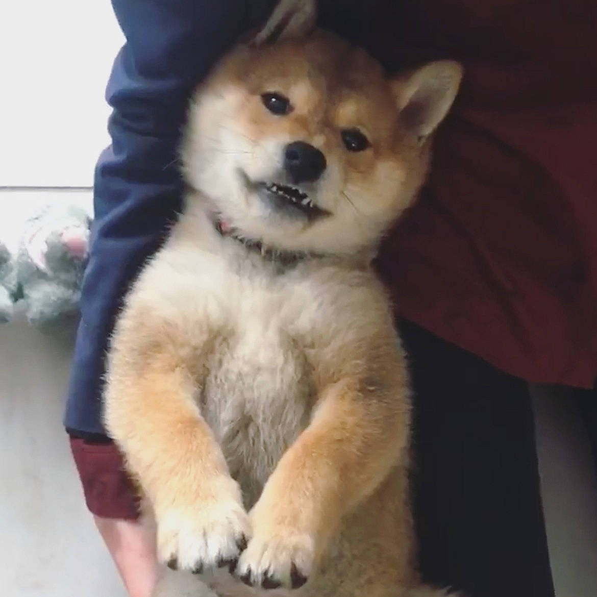 Junko a rejoint le concours — aidez-le/la à gagner de superbes lots ! akita, akita_inu, ancient_dog_breeds, canidae, carnivore, companion_dog, dog, dog_breed, eurasier, hokkaido, korean_jindo_dog, mammal, non_sporting_group, puppy, rare_breed_dog, shiba_inu, shikoku, snout, sporting_group, vertebrate