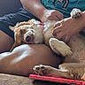 Tilly Mae joined the competition — help win amazing prizes! dog, sleeping, person, hand, lap, couch, phone, relaxation, fur, paw, casual_clothing, indoor, pet, comfort, rest, skin, shorts, tshirt, closeup, domestic