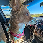Tilly Mae is registered to the contest to win money with this photo: dog, car_interior, dog_harness, seatbelt, dashboard, gear_shift, window, sky, clouds, green_field, sunlight, pet, curious, brown_dog, car_seat, keys, phone, cup, reflection, leash