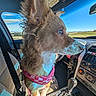 dog, car_interior, dog_harness, seatbelt, dashboard, gear_shift, window, sky, clouds, green_field, sunlight, pet, curious, brown_dog, car_seat, keys, phone, cup, reflection, leash