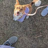dog, purple_outfit, leash, grass, happy, looking_up, pet, outdoor, footwear, checkered_shoes, casual, playful, canine, animal, smiling, walking, nature, daylight, tail, ears