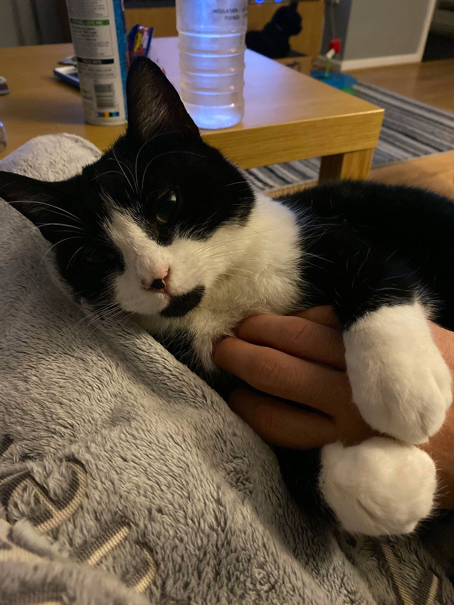 Piglet is registered to the contest to win money with this photo: american_wirehair, black_and_white, carnivore, cat, claw, domestic_short_haired_cat, felidae, fur, kitten, norwegian_forest_cat, paw, polydactyl_cat, small_to_medium_sized_cats, tail, whiskers