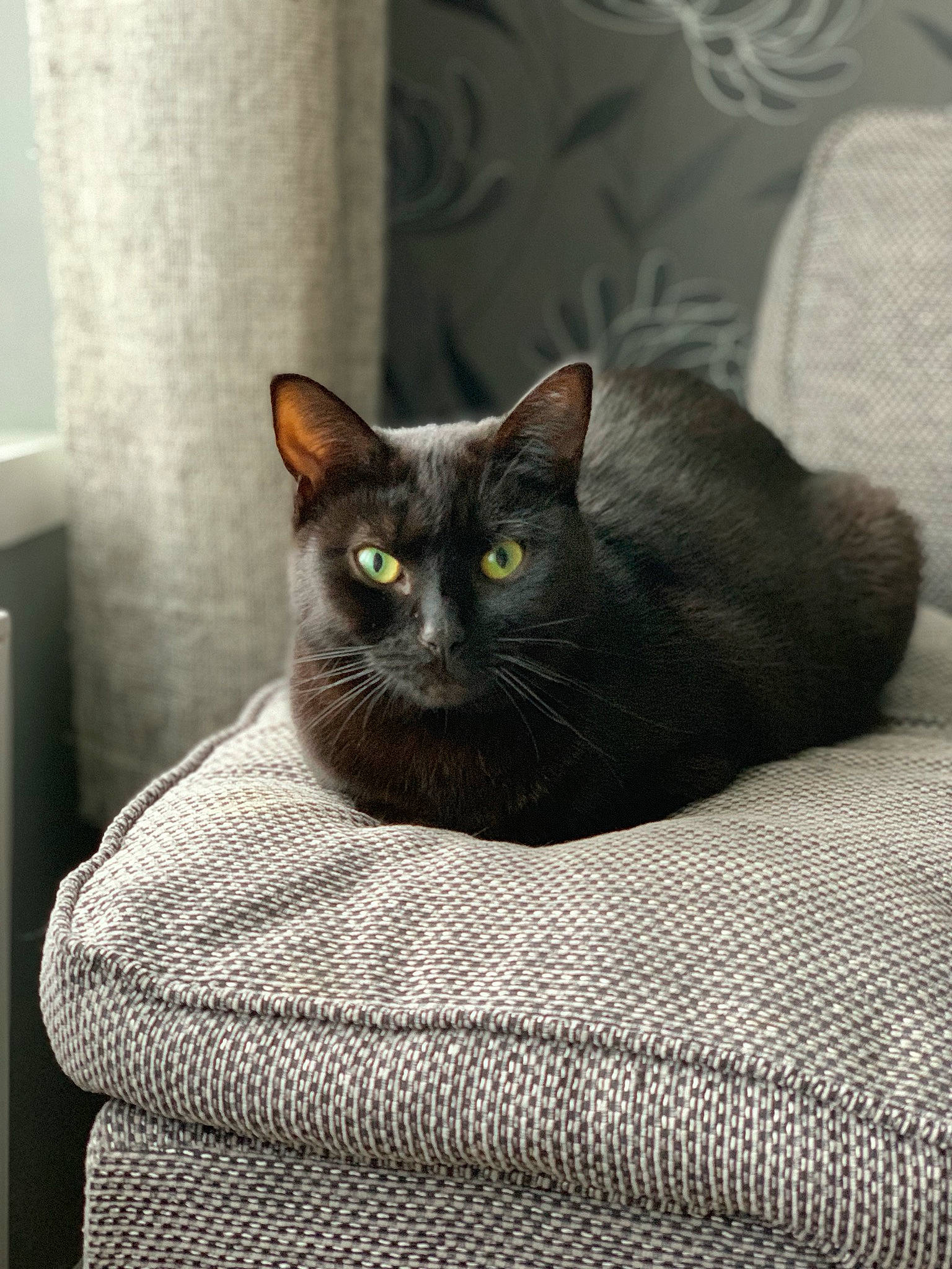 Holly joined the competition — help win amazing prizes! asian, black_cat, british_shorthair, burmese, carnivore, cat, chartreux, domestic_short_haired_cat, european_shorthair, felidae, korat, mammal, nebelung, russian_blue, small_to_medium_sized_cats, whiskers