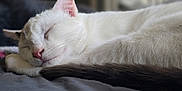 Sprinkles joined the competition — help win amazing prizes! cat, sleeping, white_cat, fur, tail, close_up, pet, domestic_animal, resting, cozy, whiskers, pink_nose, indoor, soft_texture, relaxation, animal, cute, peaceful, feline, portrait