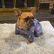 Nala is registered to the contest to win money with this photo: french_bulldog, dog, pajamas, pet_clothing, fluffy_rug, indoor, fireplace, brick_wall, decorations, cute, animal, mammal, sitting, looking_away, cozy, home, fur, ears, face, portrait