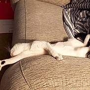 Charlie is registered to the contest to win money with this photo: animal, blanket, cat, comfortable, couch, cozy, fur, furniture, home, indoor, mammal, paw, pet, relaxed, resting, sleeping, stretching, striped_blanket, whiskers, white_cat