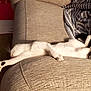 animal, blanket, cat, comfortable, couch, cozy, fur, furniture, home, indoor, mammal, paw, pet, relaxed, resting, sleeping, stretching, striped_blanket, whiskers, white_cat