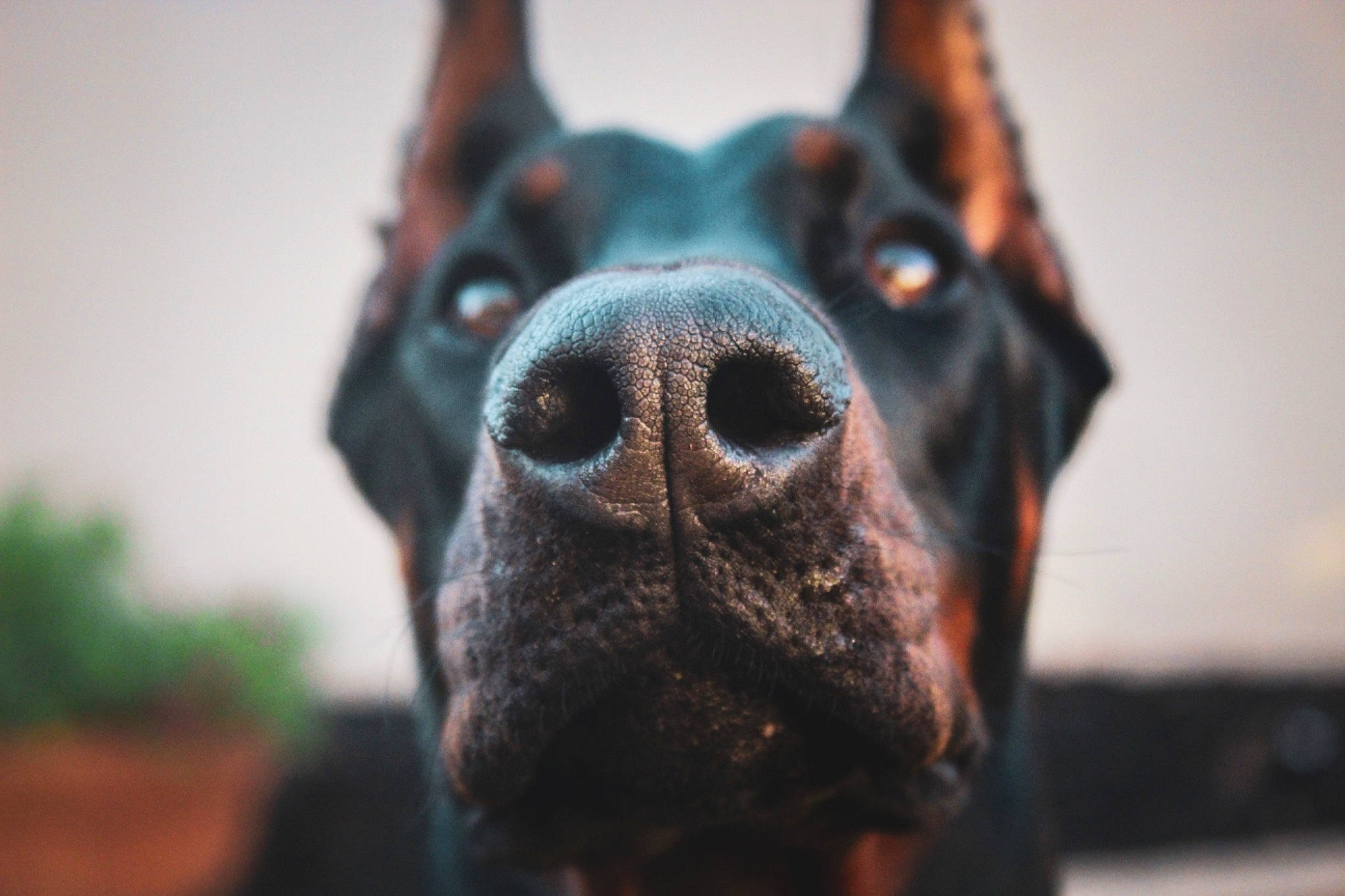 Lucca joined the competition — help win amazing prizes! beauceron, canidae, carnivore, close_up, dobermann, dog, dog_breed, ear, fawn, guard_dog, mammal, nose, pinscher, rottweiler, snout, whiskers