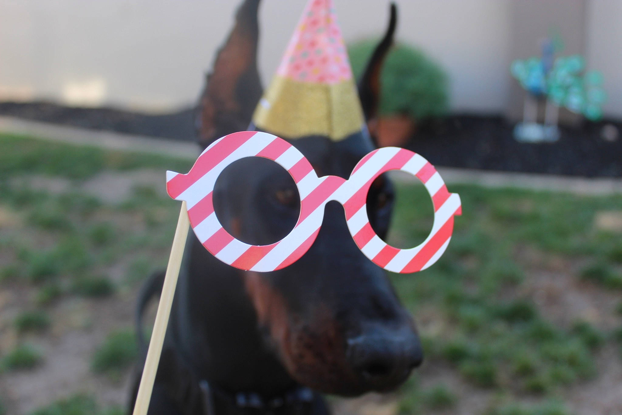 Lucca is registered to the contest to win money with this photo: canidae, carnivore, dachshund, dog, dog_breed, eyewear, glasses, party_hat, pink, snout, sporting_group, sunglasses, vision_care