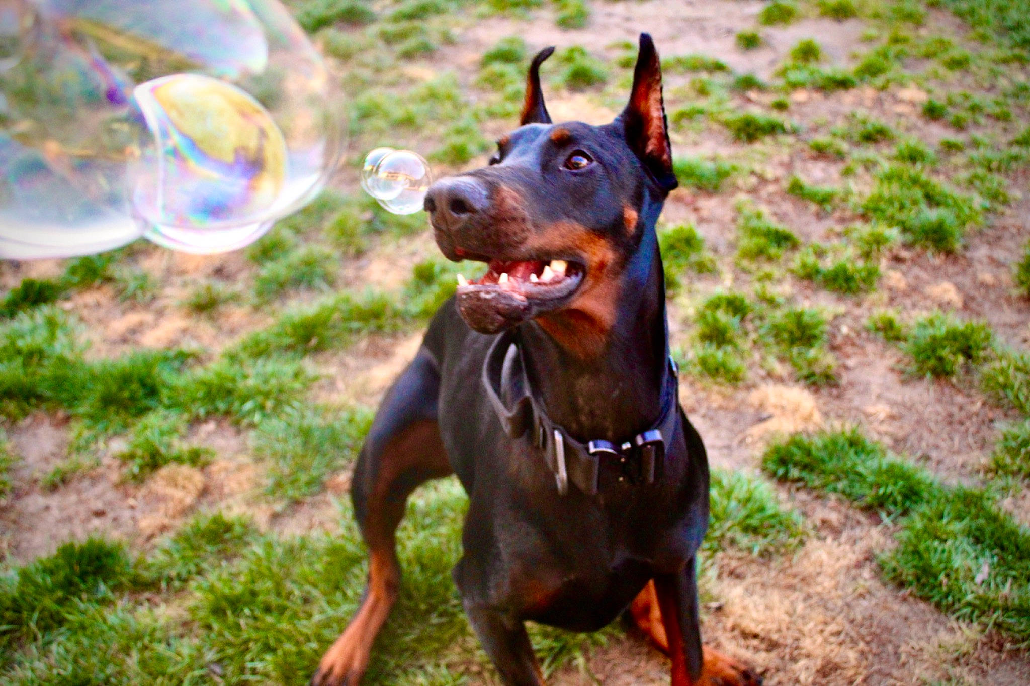 Lucca joined the competition — help win amazing prizes! canidae, canis_panther, carnivore, dobermann, dog, dog_breed, ear, german_pinscher, guard_dog, hunting_dog, mammal, manchester_terrier, miniature_pinscher, non_sporting_group, pinscher, snout, sporting_group, vertebrate, working_dog