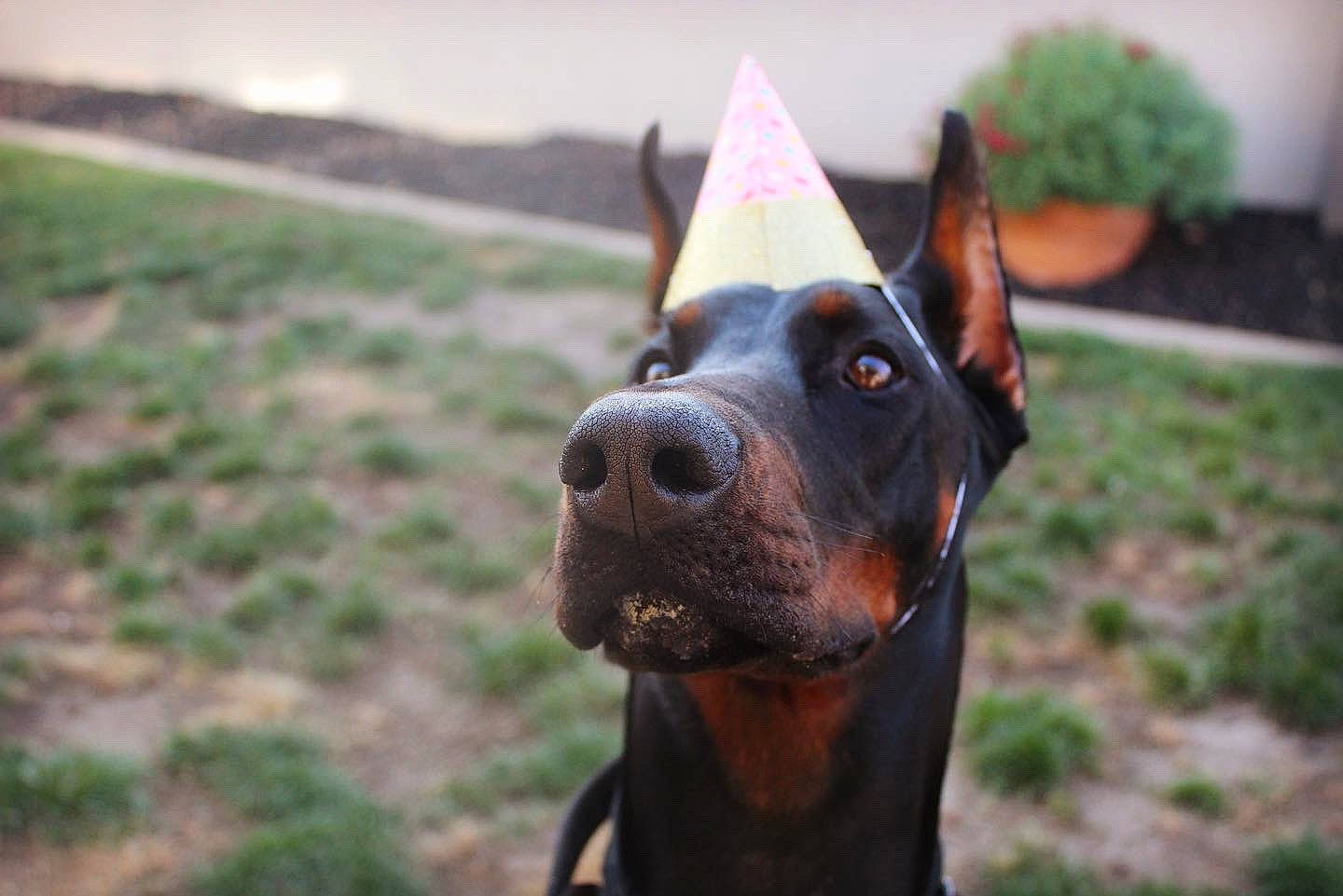 Lucca is registered to the contest to win money with this photo: ancient_dog_breeds, canidae, carnivore, dobermann, dog, dog_breed, ear, fawn, german_pinscher, great_dane, guard_dog, hunting_dog, mammal, non_sporting_group, pinscher, snout, sporting_group, vertebrate, working_dog