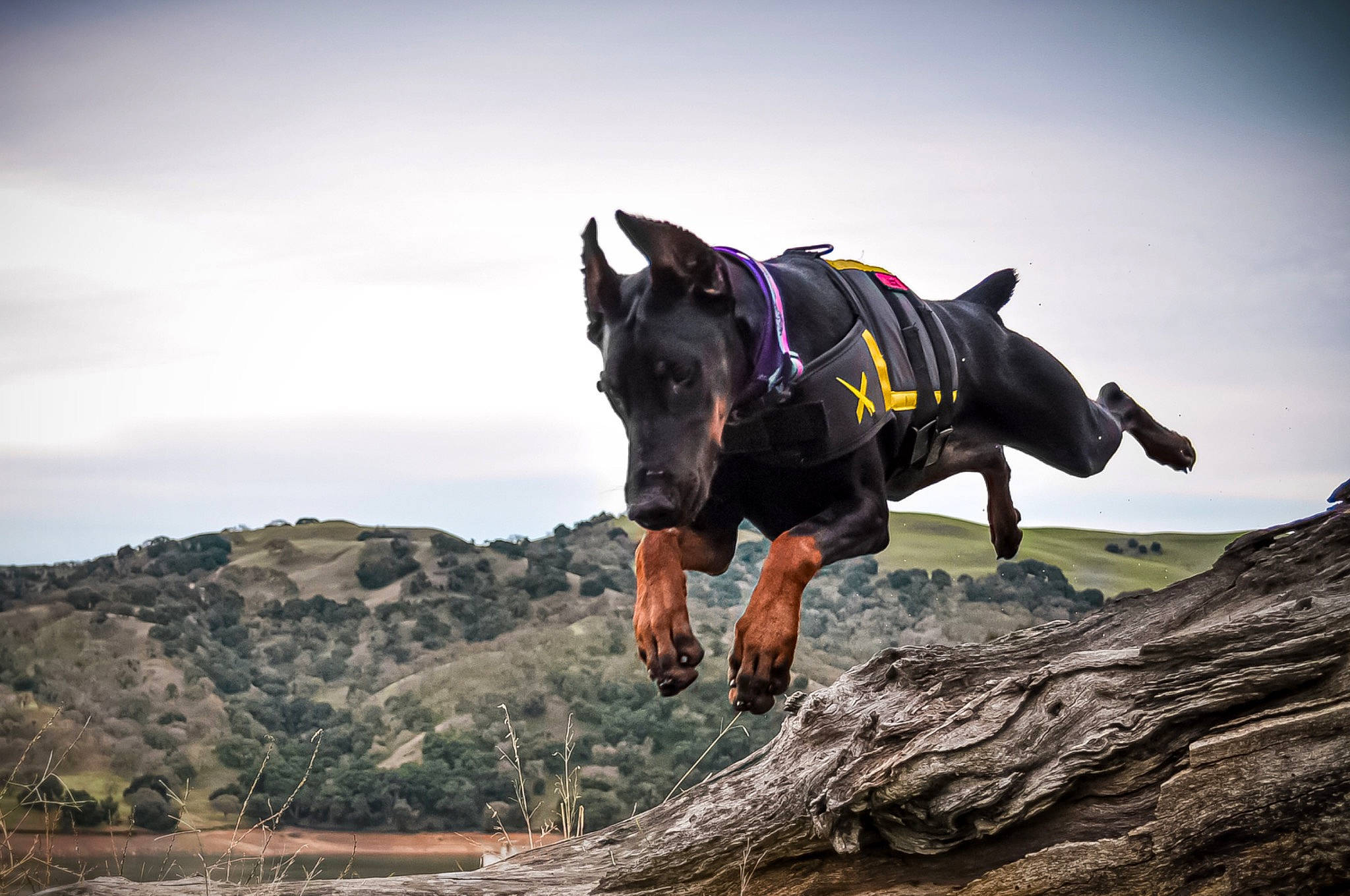 Lucca is registered to the contest to win money with this photo: adventure, beauceron, canidae, carnivore, dog, dog_breed, horse, mountain, photography, recreation, sky