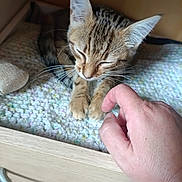 Athéna a rejoint le concours — aidez-le/la à gagner de superbes lots ! animal, cat, closeup, cozy, cute, domestic, drawer, feline, furniture, hand, indoor, kitten, knitted_blanket, paw, pet, resting, sleepy, soft, tabby, wood