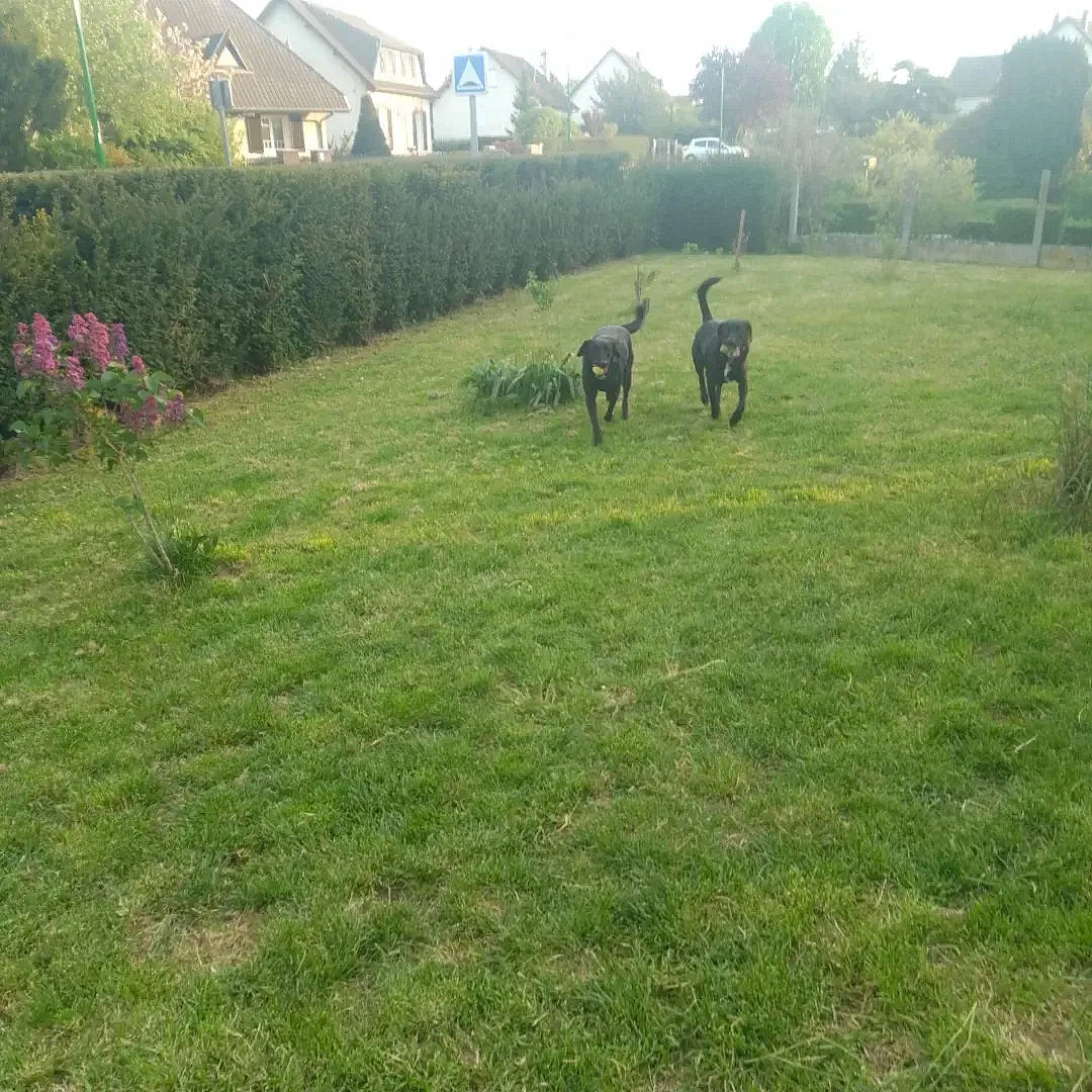 Max Et Cayenne participe au concours pour gagner de l'argent avec cette photo : carnivore, companion_dog, dog, dog_breed, fawn, fence, grass, grass_family, grassland, groundcover, land_lot, landscape, pasture, plant, shrub, sky, tail, tree, window, working_animal