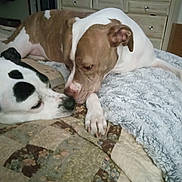 Minnie And Bluebell is registered to the contest to win money with this photo: animal, bed, black_spots, blanket, brown, closeup, companion, cozy, cute, dog, drawer, furniture, indoor, paw, pet, quilt, relaxed, resting, sleepy, white