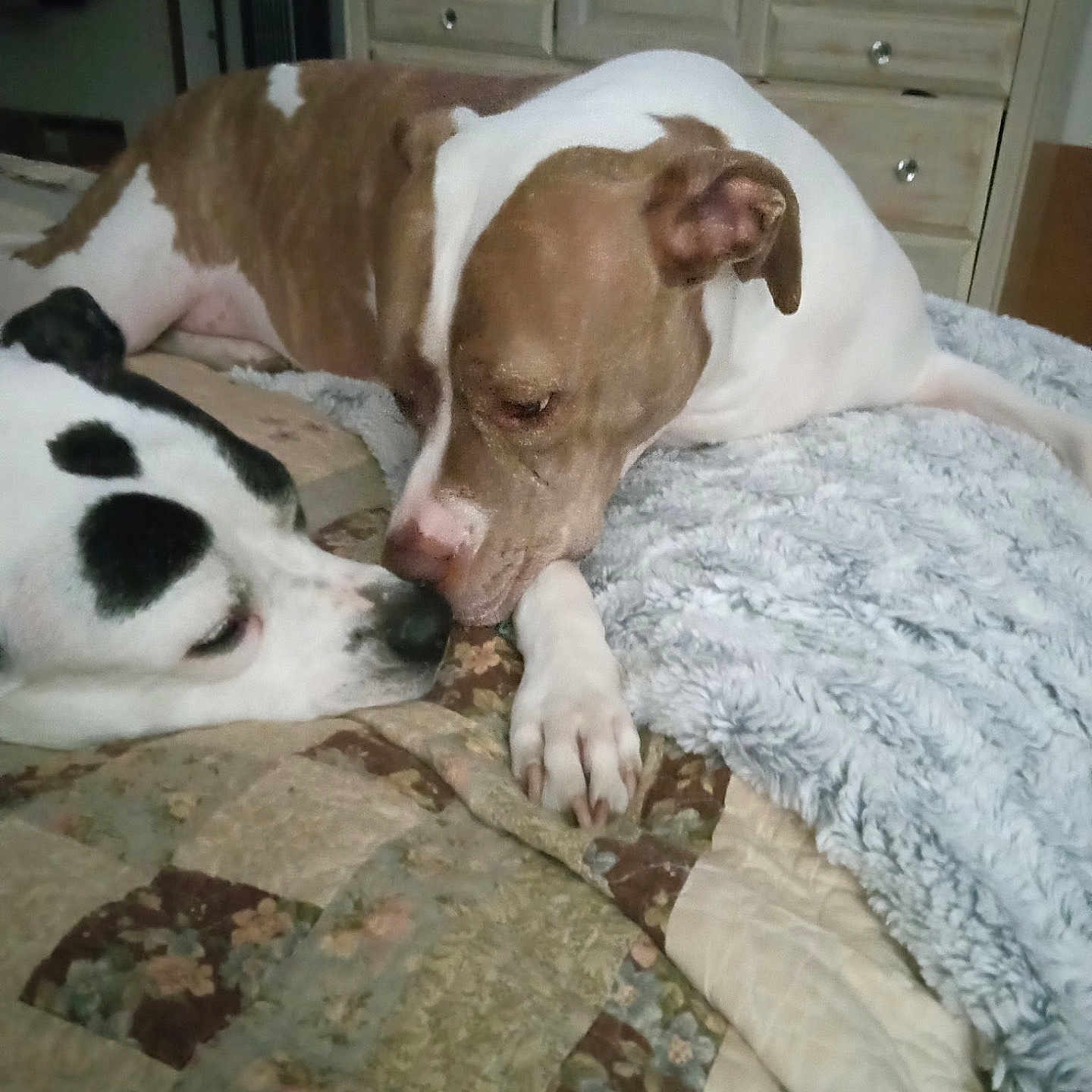 Minnie And Bluebell