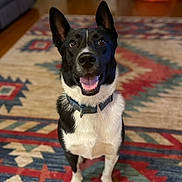 Hercules is registered to the contest to win money with this photo: dog, black_and_white, pet, indoor, carpet, patterned_rug, happy, smiling, ears_up, collar, floor, wooden_floor, furniture, home, canine, looking_up, domestic_animal, companion, animal, friendly
