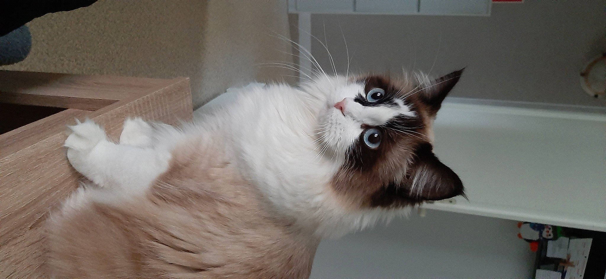 Rosy participe au concours pour gagner de l'argent avec cette photo : balinese, birman, british_longhair, carnivore, cat, claw, domestic_short_haired_cat, eye, fang, felidae, fur, paw, small_to_medium_sized_cats, snout, tail, thai, whiskers