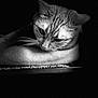 cat, black_and_white, close_up, portrait, animal, feline, whiskers, fur, head, ears, eyes, dark_background, monochrome, pet, looking_down, quiet, soft_light, texture, mammal, calm