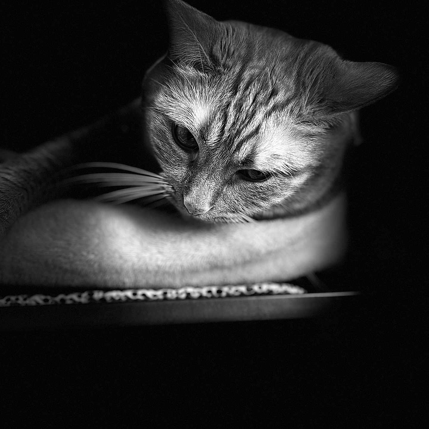 Peska joined the competition — help win amazing prizes! animal, black_and_white, calm, cat, close_up, dark_background, ears, eyes, feline, fur, head, looking_down, mammal, monochrome, pet, portrait, quiet, soft_light, texture, whiskers