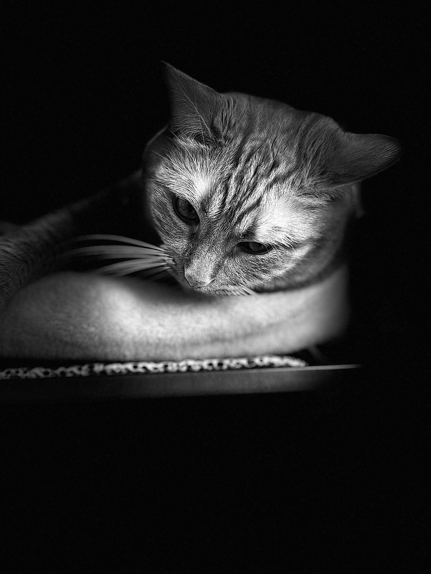 Peska joined the competition — help win amazing prizes! cat, black_and_white, close_up, portrait, animal, feline, whiskers, fur, head, ears, eyes, dark_background, monochrome, pet, looking_down, quiet, soft_light, texture, mammal, calm