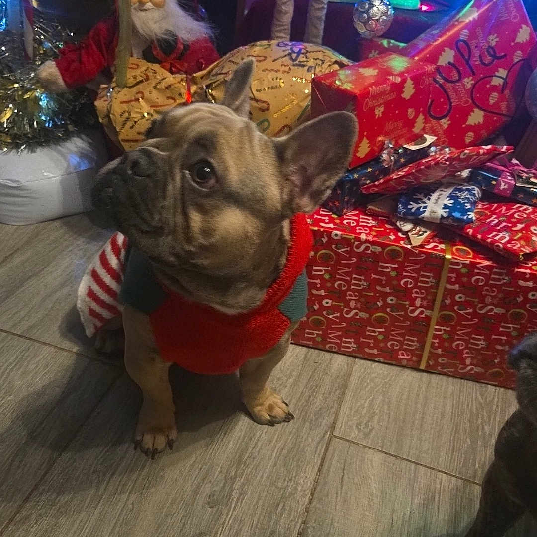 Stitch a rejoint le concours — aidez-le/la à gagner de superbes lots ! dog, french_bulldog, christmas, holiday, presents, gift_wrapping, festive, red_sweater, floor, wooden_floor, indoor, decorations, santa_claus_figure, lights, colorful, pet, cute, attentive, christmas_tree, celebration