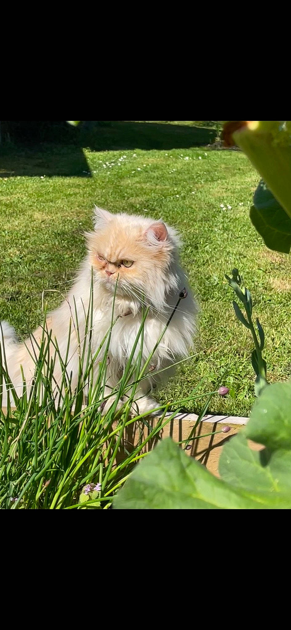 Griotte a rejoint le concours — aidez-le/la à gagner de superbes lots ! botany, carnivore, cat, domestic_short_haired_cat, eye, fawn, felidae, flowering_plant, fur, grass, persian, plant, small_to_medium_sized_cats, snout, tail, terrestrial_animal, tree, whiskers, wildlife, wood