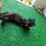 Louie Bevilacqua is registered to the contest to win money with this photo: animal, artificial_grass, black_cat, cat, cute, domestic_cat, fur, green, hat, human_knee, kitten, outdoor, pet, playful, potted_plants, resting, sailor_hat, small_animal, tongue, tongue_out