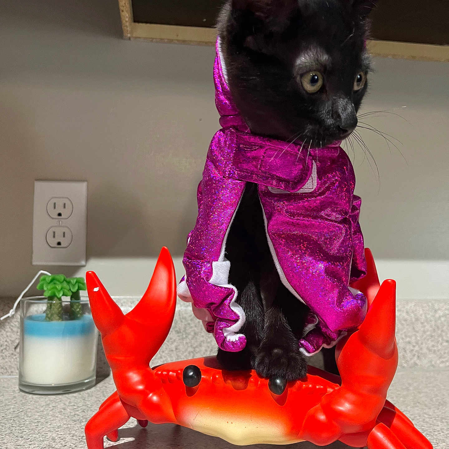 Louie Bevilacqua joined the competition — help win amazing prizes! animal, black_cat, candle, costume, curious, decor, ears, eyes, feline, figurine, household, indoor, kitchen_counter, kitten, orange_crab, pet, playful, purple_outfit, toy_crab, whiskers