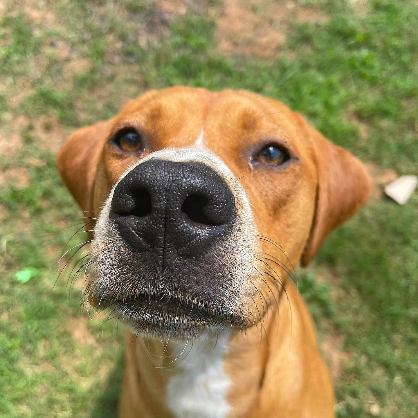 Rocky