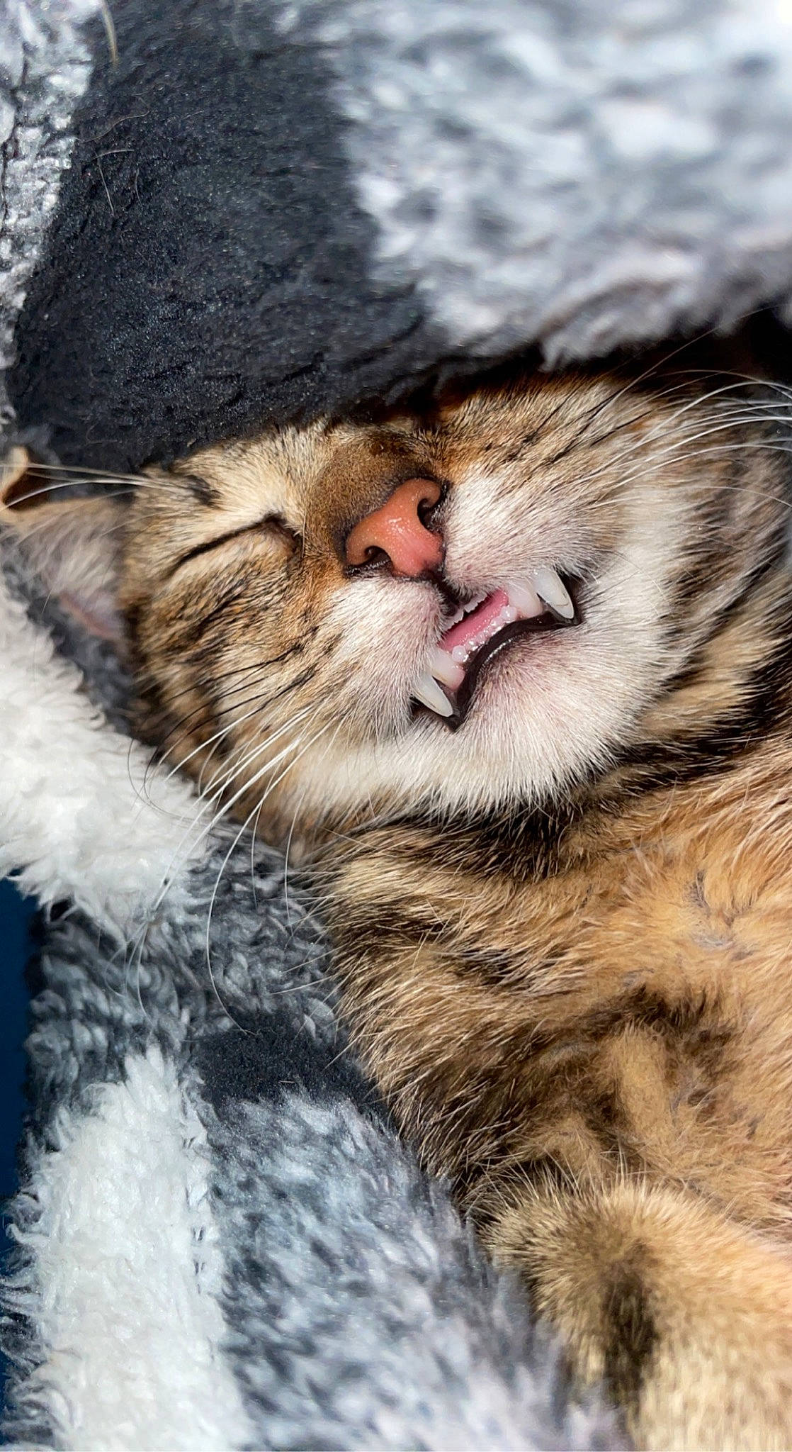 Malo a rejoint le concours — aidez-le/la à gagner de superbes lots ! beauty, carnivore, cat, claw, close_up, domestic_short_haired_cat, felidae, fur, mammal, paw, sleep, small_to_medium_sized_cats, snout, tail, terrestrial_animal, vertebrate, whiskers, wildlife, wolf, wood