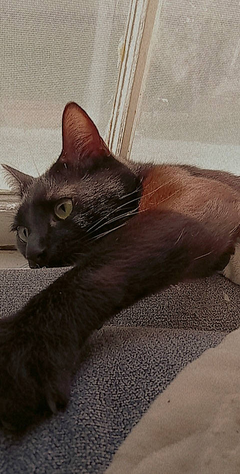 Bobby is registered to the contest to win money with this photo: black_cat, carnivore, cat, comfort, domestic_short_haired_cat, fawn, felidae, fur, grey, havana_brown, metal, paw, small_to_medium_sized_cats, snout, tail, terrestrial_animal, whiskers, window