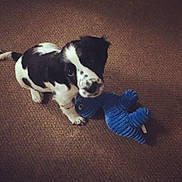 Forrest joined the competition — help win amazing prizes! animal, black_and_white, blue, carpet, cute, dog, fur, home, indoor, looking_up, nose, pet, playful, plush_toy, puppy, sitting, small, speckles, toy, young