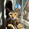 cat, tabby, stretching, windowsill, sunlight, indoor, pet, feline, relaxed, closeup, whiskers, face, fur, animal, daylight, window, blurred_background, home, resting, cute