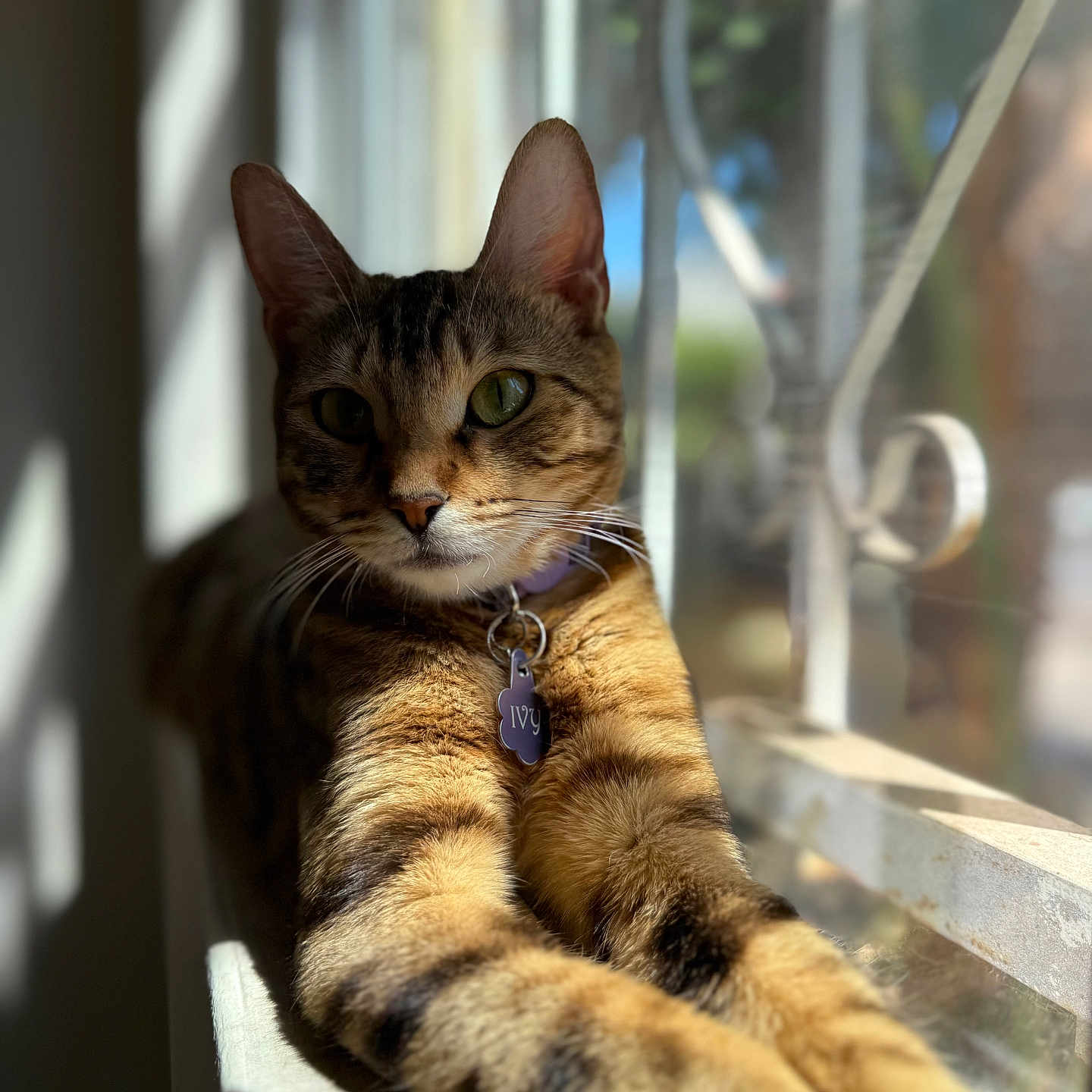Ivy joined the competition — help win amazing prizes! cat, tabby, pet, animal, indoor, sunlight, window, stretching, feline, relaxed, fur, collar, tag, portrait, closeup, domestic, whiskers, paw, natural_light, resting
