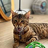 Ivy is registered to the contest to win money with this photo: cat, tabby, pet, indoor, floor, toy, ball, mirror, blurred_background, wooden_floor, yawning, relaxed, collar, whiskers, ears, paws, feline, domestic_animal, home, playful