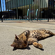 Ivy is registered to the contest to win money with this photo: cat, tabby, animal, pet, sunlight, outdoor, concrete, fence, building, pool, relaxed, paw, lying_down, striped, playful, daylight, shadow, nature, cute, resting