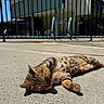cat, tabby, animal, pet, sunlight, outdoor, concrete, fence, building, pool, relaxed, paw, lying_down, striped, playful, daylight, shadow, nature, cute, resting