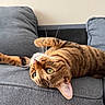 Ivy joined the competition — help win amazing prizes! cat, tabby, indoor, couch, gray_couch, pet, feline, whiskers, green_eyes, striped_fur, relaxed, lying_down, upside_down, cozy, domestic_animal, fur, cute, close_up, household, resting