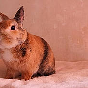 Mamam a rejoint le concours — aidez-le/la à gagner de superbes lots !