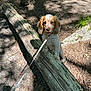 Honey is registered to the contest to win money with this photo: animal, brown, canine, curious, daylight, dog, forest, fur, ground, leash, log, nature, outdoor, pet, playful, shadow, sunlight, tree, white, woodland