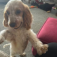 Honey joined the competition — help win amazing prizes! brown, carpet, companion, couch, crate, cute, dog, ears, friendly, furniture, furry, home, indoor, kneeling, living_room, paw, pet, puppy, toy, white