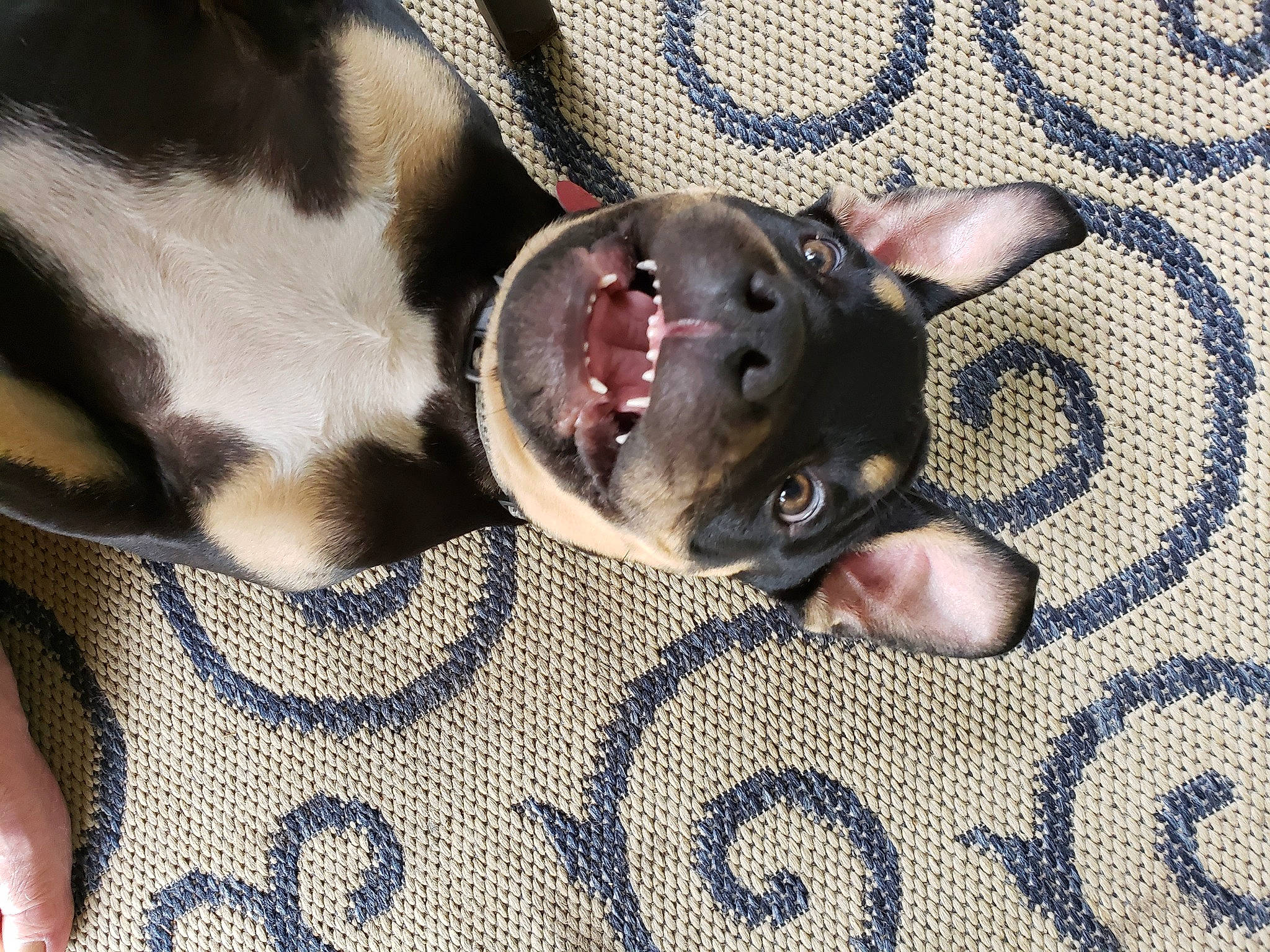 Roxie is registered to the contest to win money with this photo: canidae, carnivore, collar, comfort, companion_dog, dog, dog_breed, ear, fawn, felidae, fur, grey, pattern, paw, snout, sporting_group, terrestrial_animal, toy_dog, whiskers, working_animal