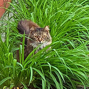 Jake joined the competition — help win amazing prizes! cat, tabby, greenery, plants, garden, outdoor, nature, animal, feline, fur, leaf, bush, curious, wildlife, pet, mammal, eyes, stealth, camouflage, flora